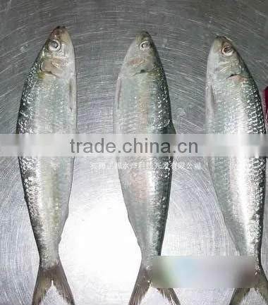 good quality seafrozen sardines