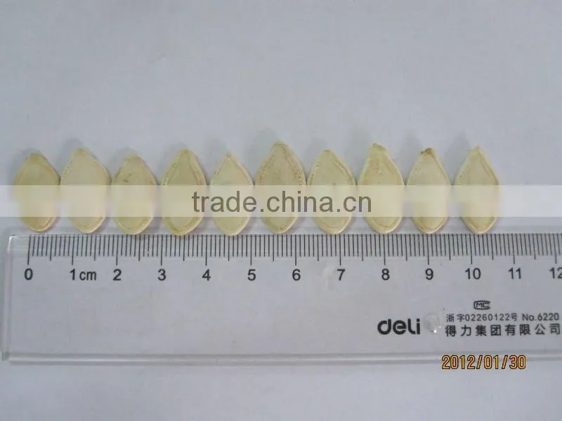 Chinese New Crop White Pumpkin Seeds 10cm,11cm,12cm,13cm