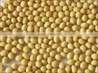 new dried soy bean for sale