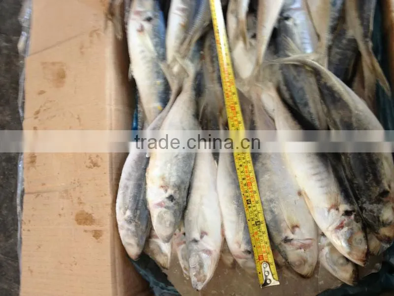 Frozen fish supplier at China