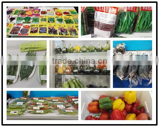 Hybrid high yield sweet fruit cucumber seeds for sale-Silver Dragon