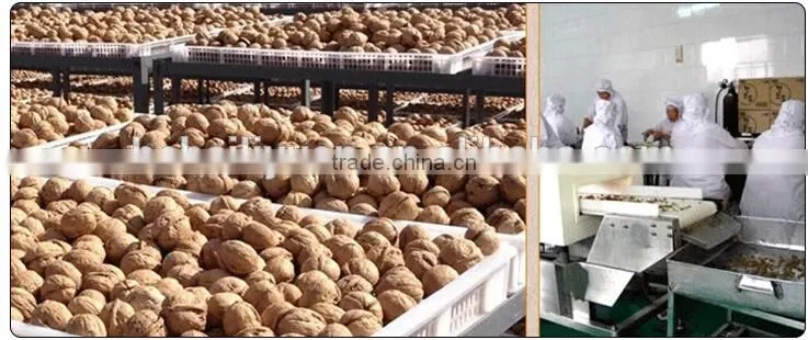 2015 new crop dried light / amber half walnut kernels