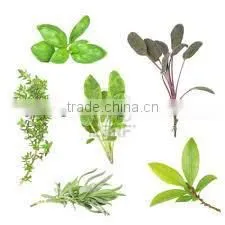 BULK Basil Oil