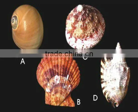 Nature aquarium decorative seashell