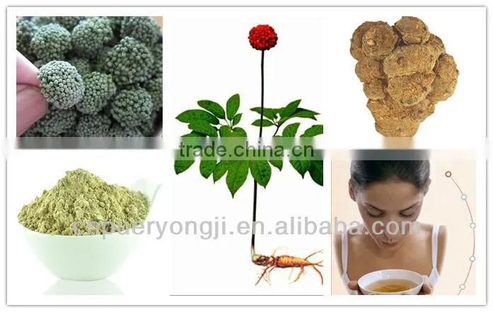 Organic Panax notoginseng / pseudo-ginseng /San qi /Sanchi Powder P. E. Herbal Dietary Supplement 3 Years Gro