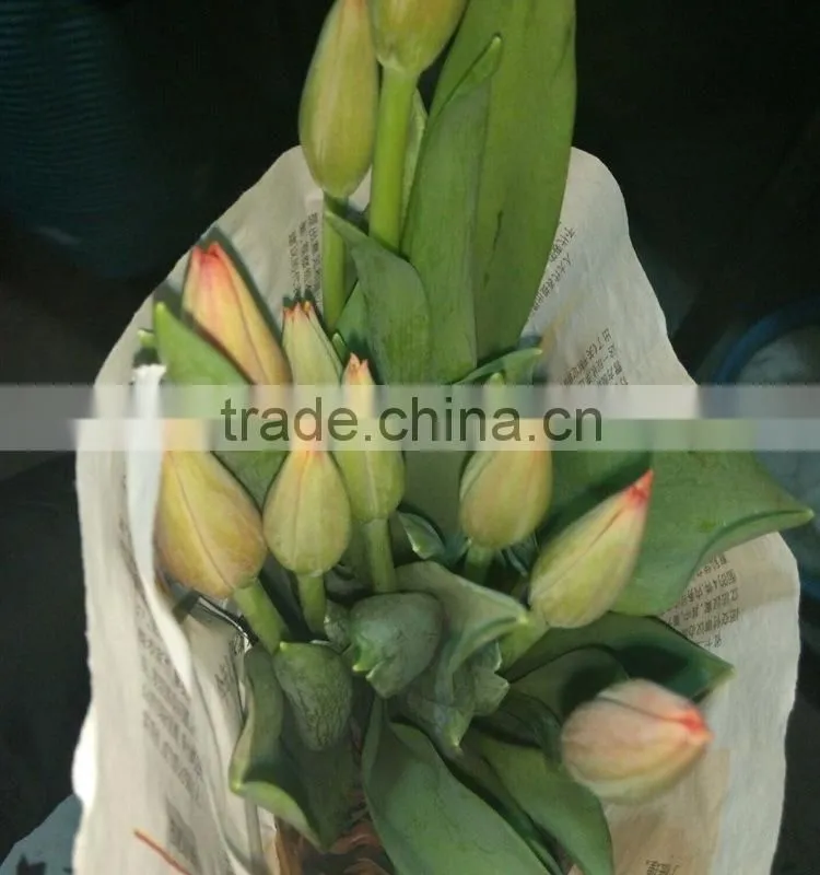 Fashion Crazy Selling decorative tulip