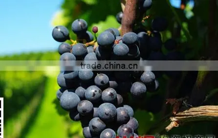 Fruit Growing Paper Bag,Fruit Growing Paper Bag Manufacturer