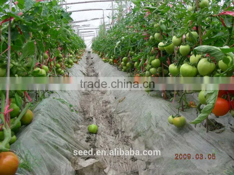 SXTS No.321 Chinese Orange Tomato Seeds