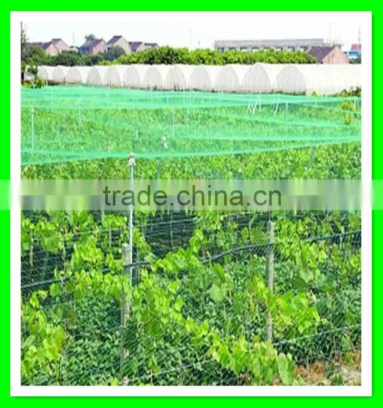 supply vineyard anti bird net/bird capture nets with low price