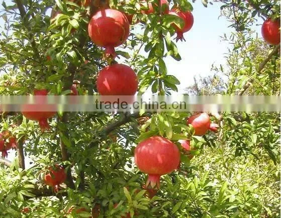 Dark Red Fresh Pomegranates