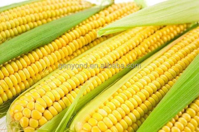 Maize Thresher Sweet Corn Threshing Machine Fresh Corn Sheller