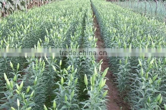 Kunming flower export rainbow gerbera daisy flower silk gerbera daisy flowers with 0.6-0.8kg/bundle from Yunnan, China