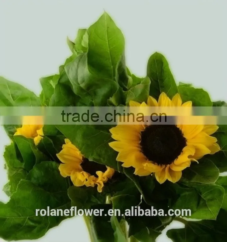 Good Smell Peonies Cut Flowers Chinese Sunflower From Kunming