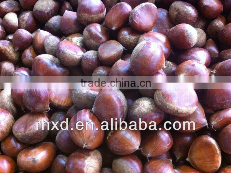 Best quality, lower price Fresh Chinese Chestnuts for sale(2013 new crop)
