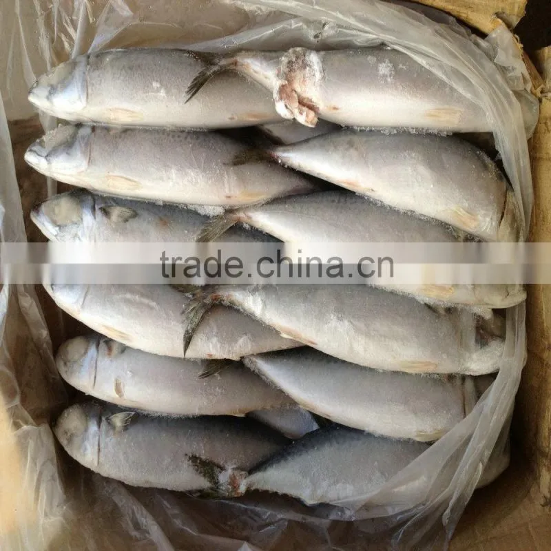 October caught Mackerel frozen fish China origin