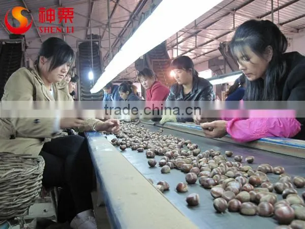 2015 Chinese fresh dried raw chestnut for sale