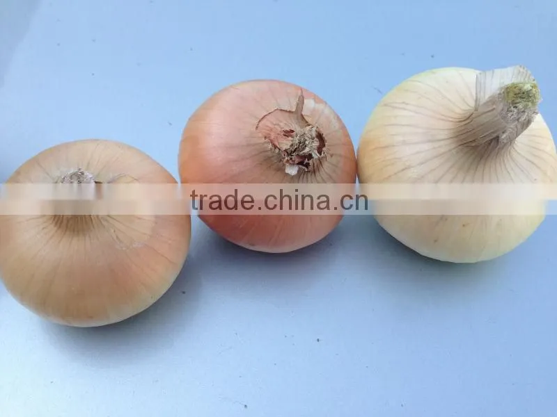 Fresh Onion spring onion