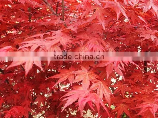 Acer rubrum /Chinese Maple /Acerpalmatum/Japanese Maple tree seeds for planting