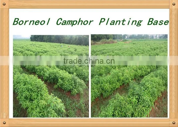 Xuesong factory supply hot sale extractum glycyrrhizae liquidum