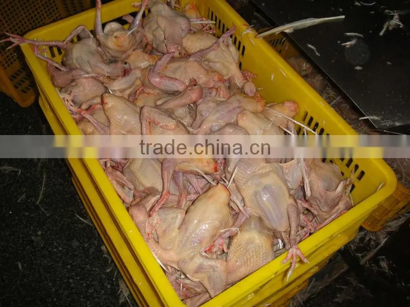 poultry slaughter machine for broiler