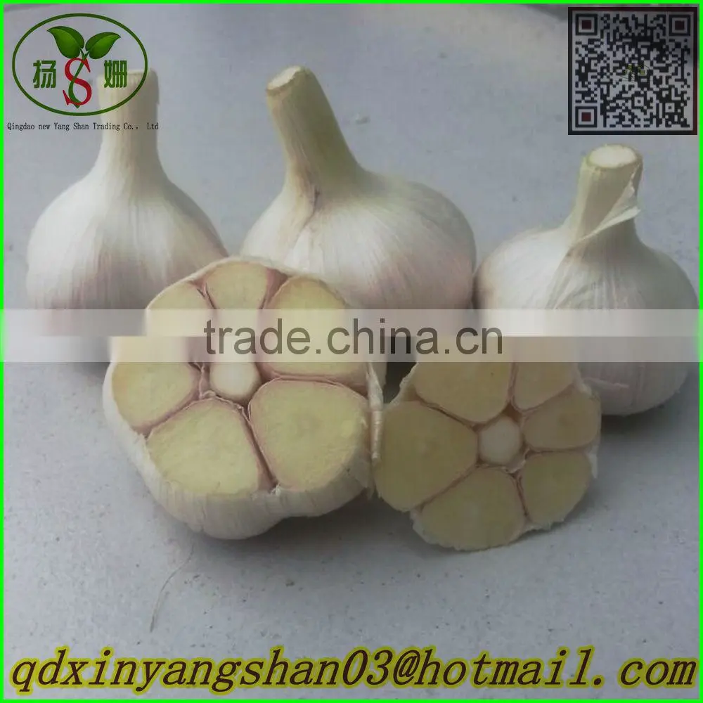 Normal White Garlic/Garlic