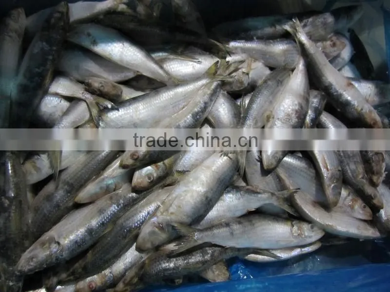 frozen sardine fish