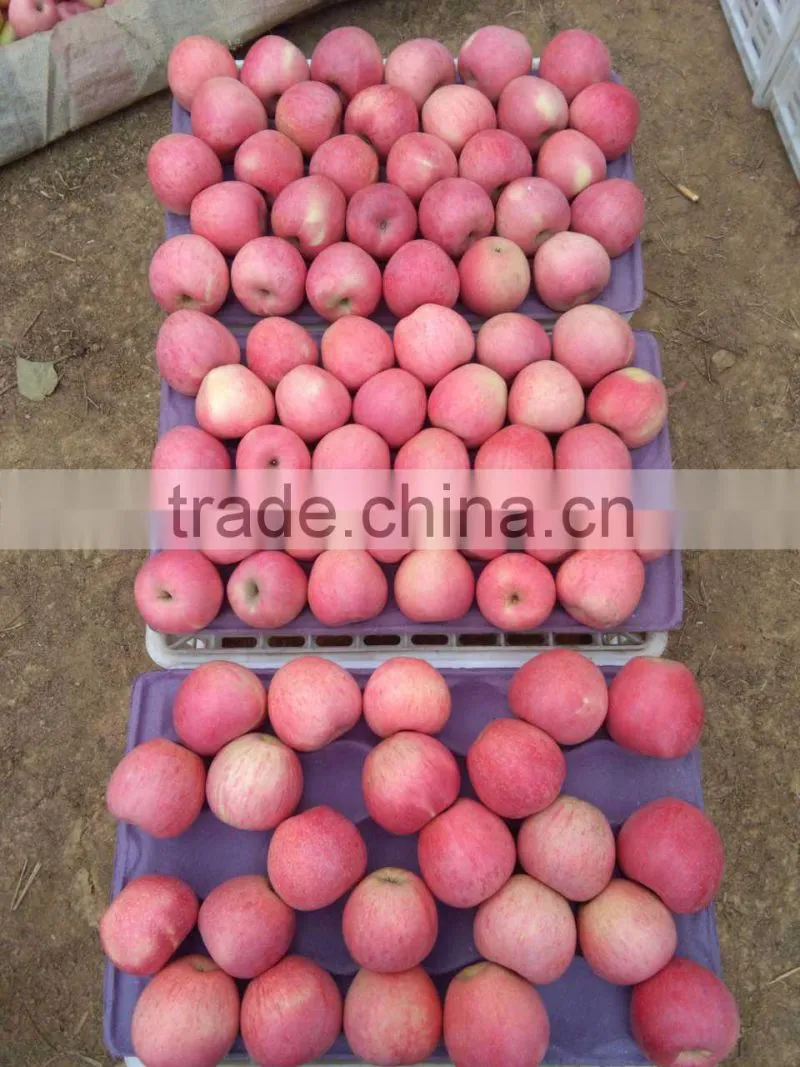 2015 NEW HARVEST Chinese fresh Qinguan apple