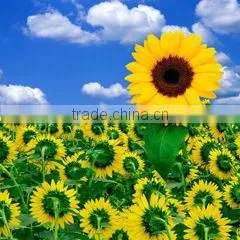 220g Eco-solvent PVC film inkjet media