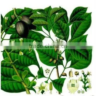 Elemi Oil Natural