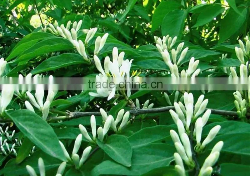 honeysuckle flower extract lotus flower green tea sunflower seeds