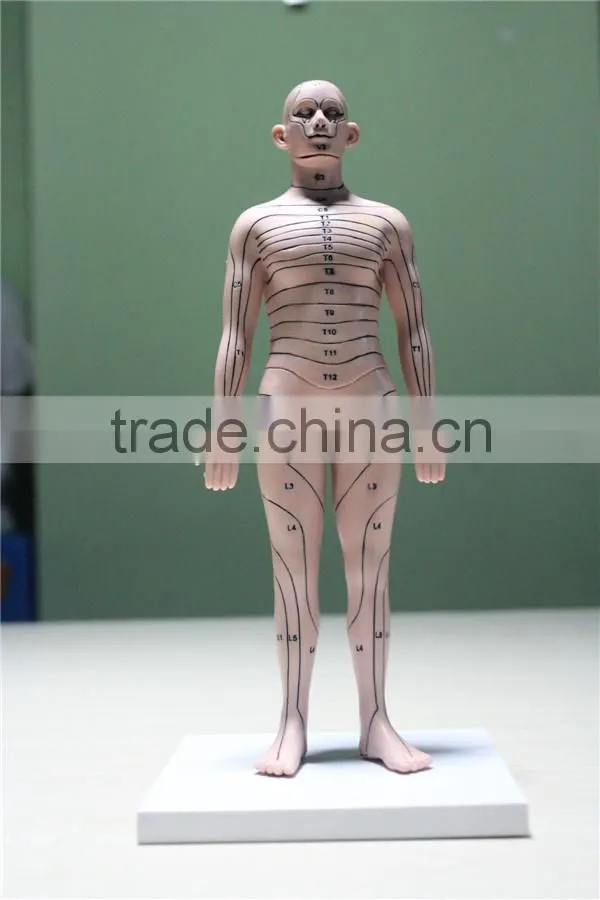 custom human boby model,human torso model ,plastic high quality injection model toy