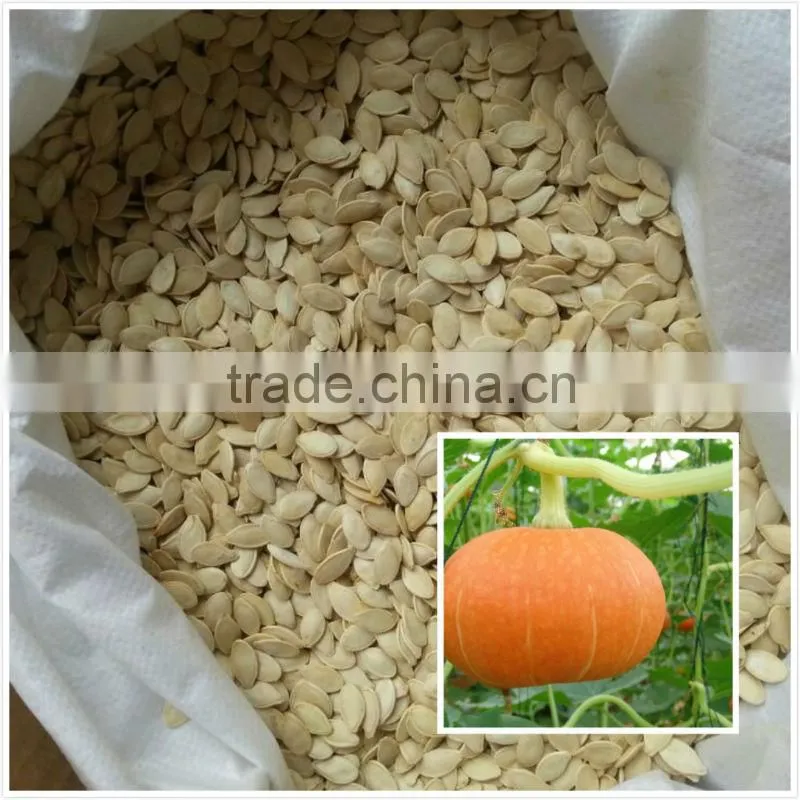 Good price/sunshine pumpkin seeds