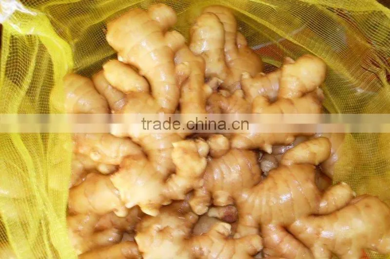 block fresh fat ginger