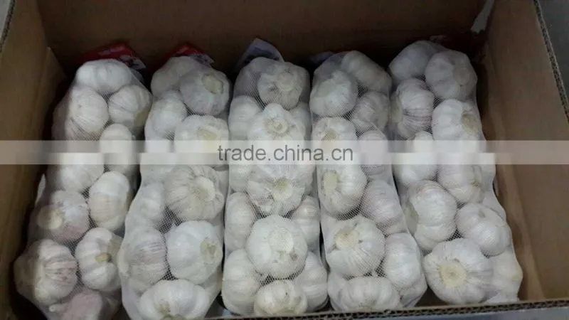fresh normal white garlic whit good quality
