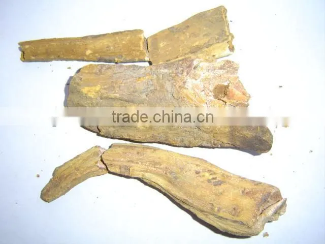 Radix Rhizoma Rhei