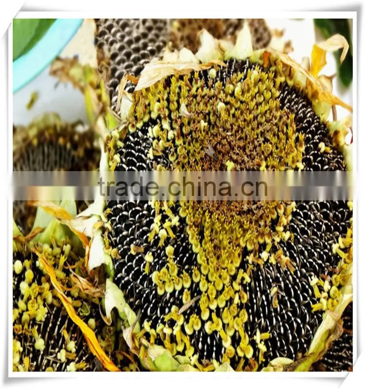 ROASTED AND SALTED SUNFLOWER SEEDS
