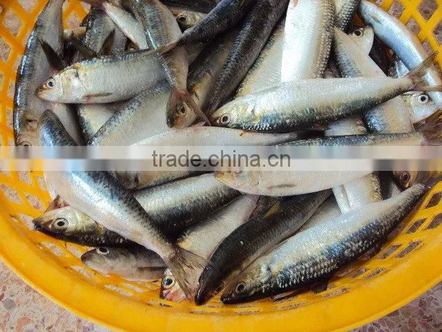 High Quality Frozen Sardine Fish