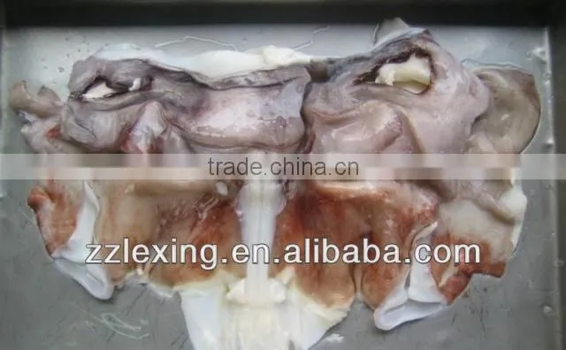 frozen giant squid neck