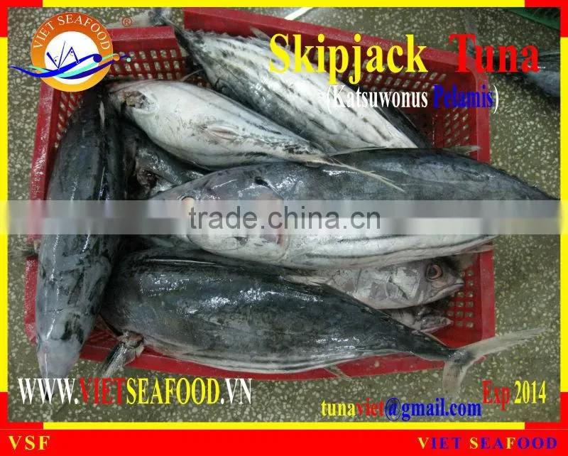 FROZEN W/R SKIPJACK TUNA