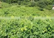 natural and Good quality qualite azawad health benefits chunmee green tea Mulberry Tea with hight quality made in Japan