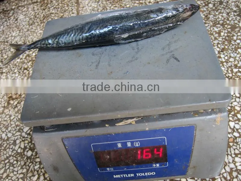 canned mackerel