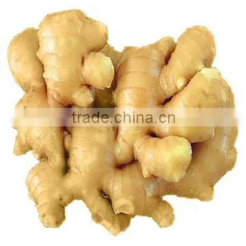 2014 New Crop Fresh Ginger With Dry Skin