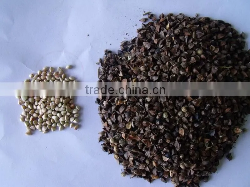 high quality hot sale black bitter buckwheat for tea (Fagopyrum esculentum)