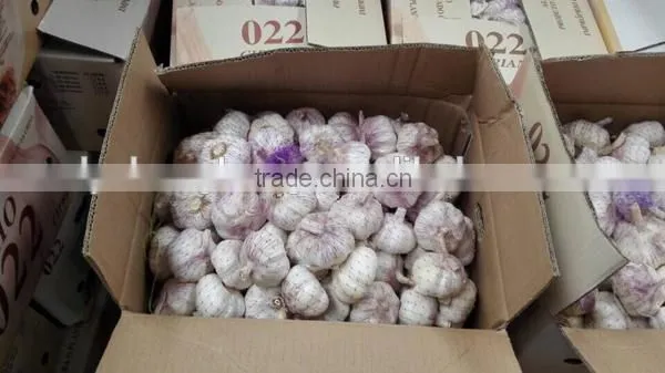 2016 crop chinese red garlic factory directly supply