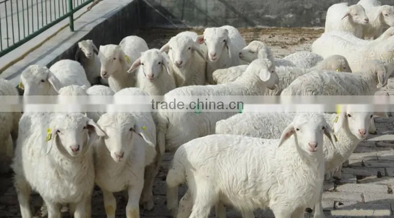 Cow dung drying floor cleaning machine