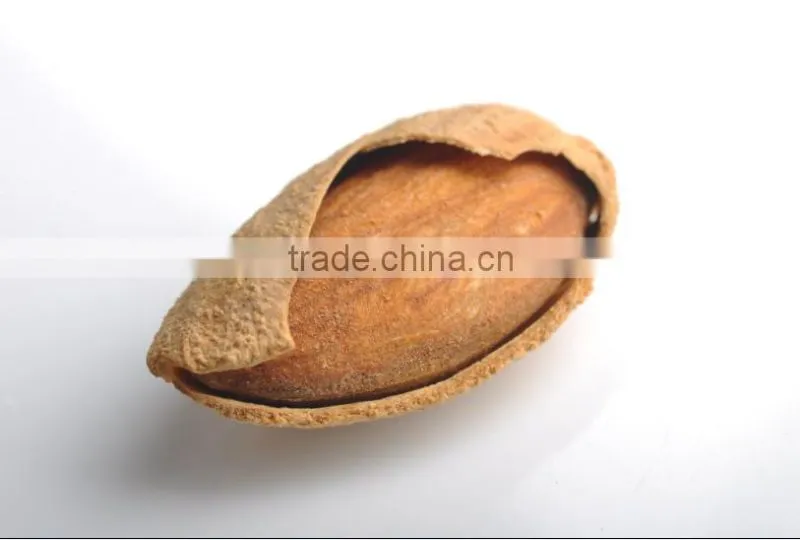 Chinese badam almond in shell with QS standard
