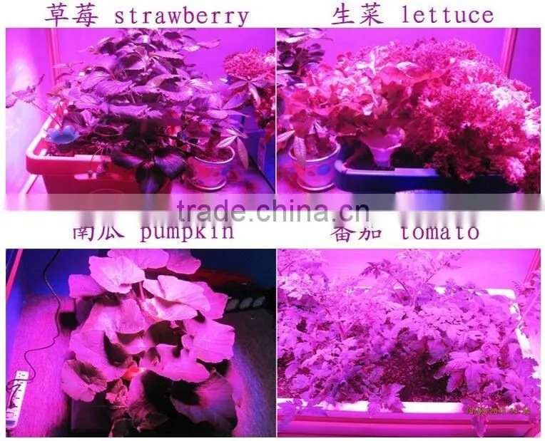 Wholesale Red Yellow Spectrum Mini 300W Hydroponic Grow Light