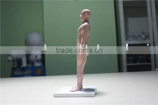 custom human boby model,human torso model ,plastic high quality injection model toy
