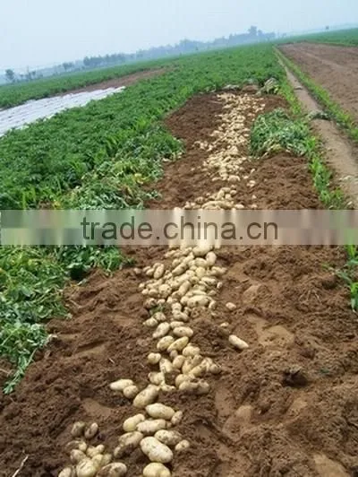 Chinese new and yellow potato from shandong province