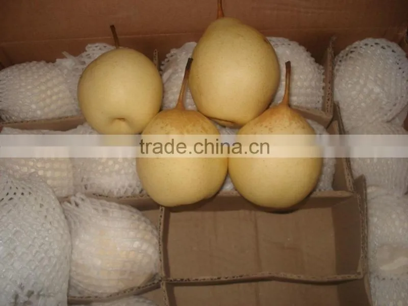 New crop ya pear of China fruit with best quality